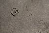 SmugMug > keywords > wet > Burrowed Hole in the Sand