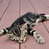 SmugMug > keywords > kitten > Ain't he chill?